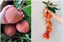 Tận mục giống vải “khổng lồ” hơn 200.000 đồng/kg vẫn cháy hàng