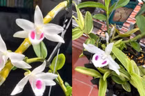 Trước khi hết thời 50.000 “vẫn ế”, lan đột biến đắt cỡ nào?