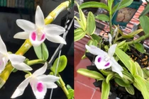 Trước khi hết thời 50.000 “vẫn ế”, lan đột biến đắt cỡ nào?