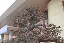 Mãn nhãn tuyệt phẩm mai chiếu thủy siêu đắt khiến đại gia mê mẩn