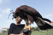 Bật mí loài chim dữ khiến người Việt vung “núi tiền” mua làm cảnh