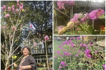 Khu vườn rực sắc hoa trong biệt thự 1.000m2 của NSND Thanh Hoa