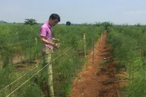 Xem nông dân liều mình làm giàu từ cây quý tộc