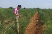 Xem nông dân liều mình làm giàu từ cây quý tộc