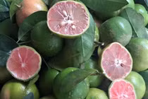 Rớt giá thê thảm, hàng loạt trái cây “kêu cứu” chợ mạng