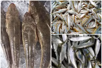 3 loại cá trước “rẻ như cho” nay dân phố tranh nhau mua