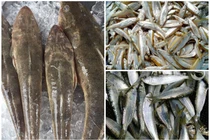 3 loại cá trước “rẻ như cho” nay dân phố tranh nhau mua