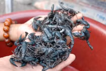 Loài nhiều người Việt khiếp sợ, không ngờ là đặc sản 500.000/kg