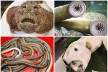 Trông "xấu hết phần thiên hạ", 4 loại cá này vẫn cực đắt và cháy hàng