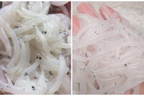 Bà nội trợ Hà Nội "phát sốt" với loài cá ngần quý hiếm