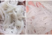 Bà nội trợ Hà Nội "phát sốt" với loài cá ngần quý hiếm