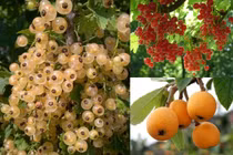 3 quả dại nước ngoài “cho không đắt” về Việt Nam giá "trên trời"