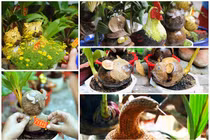 Chiêm ngưỡng dừa bonsai tạo hình con giáp “cháy hàng” dịp Tết