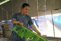 Khởi nghiệp từ 1kg dế giống, nông dân miền Tây thu trăm triệu mỗi năm