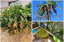 “Cười vỡ bụng” kiểu cây trĩu quả nhưng mọc ở vị trí cực hiểm 