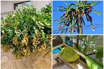“Cười vỡ bụng” kiểu cây trĩu quả nhưng mọc ở vị trí cực hiểm 