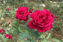 Vườn hồng 20.000 gốc đẹp như tranh vẽ ở ngoại ô Hà Nội