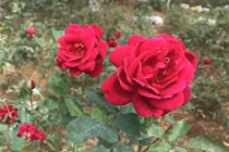 Vườn hồng 20.000 gốc đẹp như tranh vẽ ở ngoại ô Hà Nội