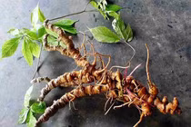 Sâm Ngọc Linh bổ béo gì... giá nửa tỷ đồng/bình 168 củ?