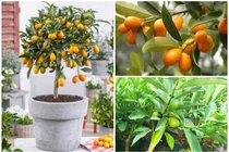 Độc đáo quất Mỹ bonsai giá “chát” hút khách chơi Tết