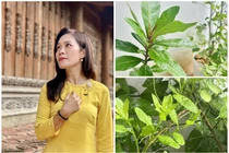 Ngắm khu vườn lộc non xanh mơn mởn của MC VTV Hoàng Trang