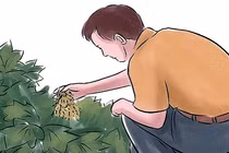 Cách trồng dưa chuột tại nhà cho quả hái mỏi tay không hết