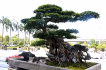 Sanh cổ ôm đá đẹp hiếm có khiến đại gia gạ đổi 4 lô đất