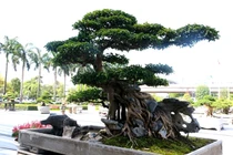 Sanh cổ ôm đá đẹp hiếm có khiến đại gia gạ đổi 4 lô đất