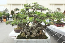 Choáng váng chậu bonsai bé tin hin, giá siêu khủng
