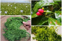 Ngã ngửa 6 loại rau đặc sản mọc hoang giá đắt hơn thịt