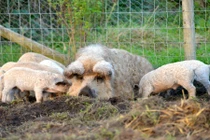 10 loài động vật kỳ lạ, khó tin nhưng có thật