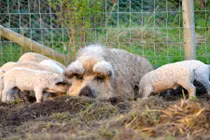 10 loài động vật kỳ lạ, khó tin nhưng có thật