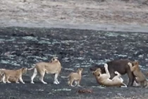 Sư tử mẹ bắt trâu về dạy đàn con nhỏ cách săn mồi 