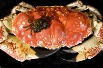 Những món đắt đỏ đại gia Việt săn lùng ăn Tết 2018