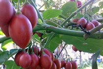 Những giống cà chua ngoại gây sốt thị trường Việt