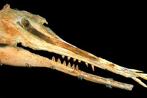 Phát hiện cá heo 25 triệu năm tuổi với hàm răng kỳ lạ 