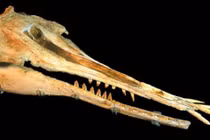 Phát hiện cá heo 25 triệu năm tuổi với hàm răng kỳ lạ 