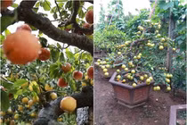 Đào, quất xưa rồi, chanh đào, chanh vàng bonsai có 1-0-2 chơi Tết độc lạ