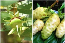 Bất ngờ 2 loại quả “nhà nghèo” thành đặc sản xuất khẩu