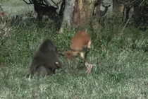 Sốc hình ảnh khỉ đầu chó thản nhiên ăn thịt linh dương con