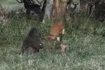 Sốc hình ảnh khỉ đầu chó thản nhiên ăn thịt linh dương con