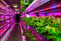 Trang trại rau thẳng đứng lớn nhất thế giới có gì đặc biệt?
