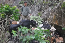 Những trang trại bạc tỷ ở vùng cao Việt Nam