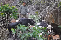 Những trang trại bạc tỷ ở vùng cao Việt Nam