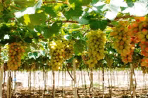 “Anh khùng” trồng giống nho khổng lồ, cho thu trăm triệu