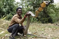 Những "kỷ lục gia" đáng sợ trong thế giới loài rắn