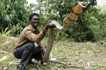 Những "kỷ lục gia" đáng sợ trong thế giới loài rắn