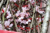 Trước Tết 2 tuần: Đào rừng đổ bộ Hà Nội, “thét giá” chục triệu 