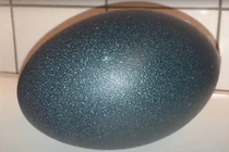 Hơn triệu đồng 1 quả trứng đà điểu xanh... có gì bổ béo?