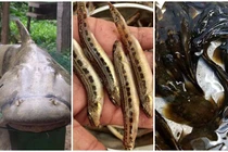 3 loại cá đặc sản hiếm ở miền núi, có tiền cũng khó mua